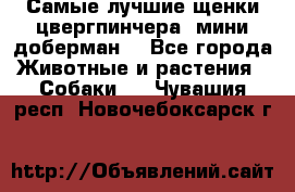 Самые лучшие щенки цвергпинчера (мини доберман) - Все города Животные и растения » Собаки   . Чувашия респ.,Новочебоксарск г.